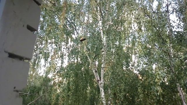 Дятел клюёт берёзовые серёжки смотреть онлайн