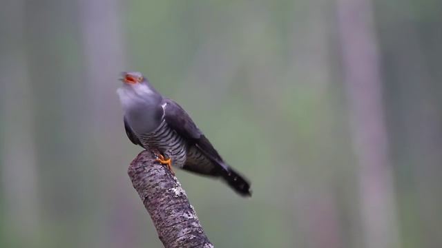 Красный Бор. Природа-2015. Krasny Bor. Wildlife-2015 смотреть онлайн