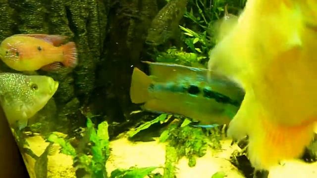 Cichlasoma Salvini (Salvini Cichlid) смотреть онлайн