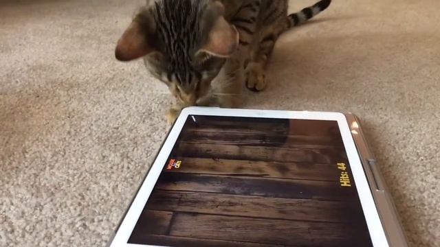 iPad CAT GAMES ~ Starring Savannah Tazz смотреть онлайн