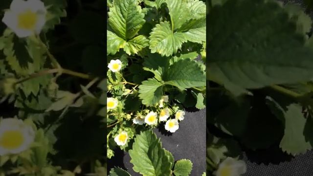 Сорт Царица и неизвестный сорт смотреть онлайн