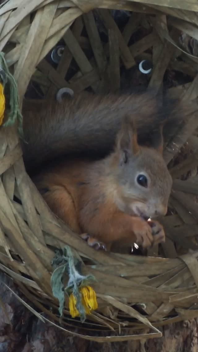 Белка ест в лукошке