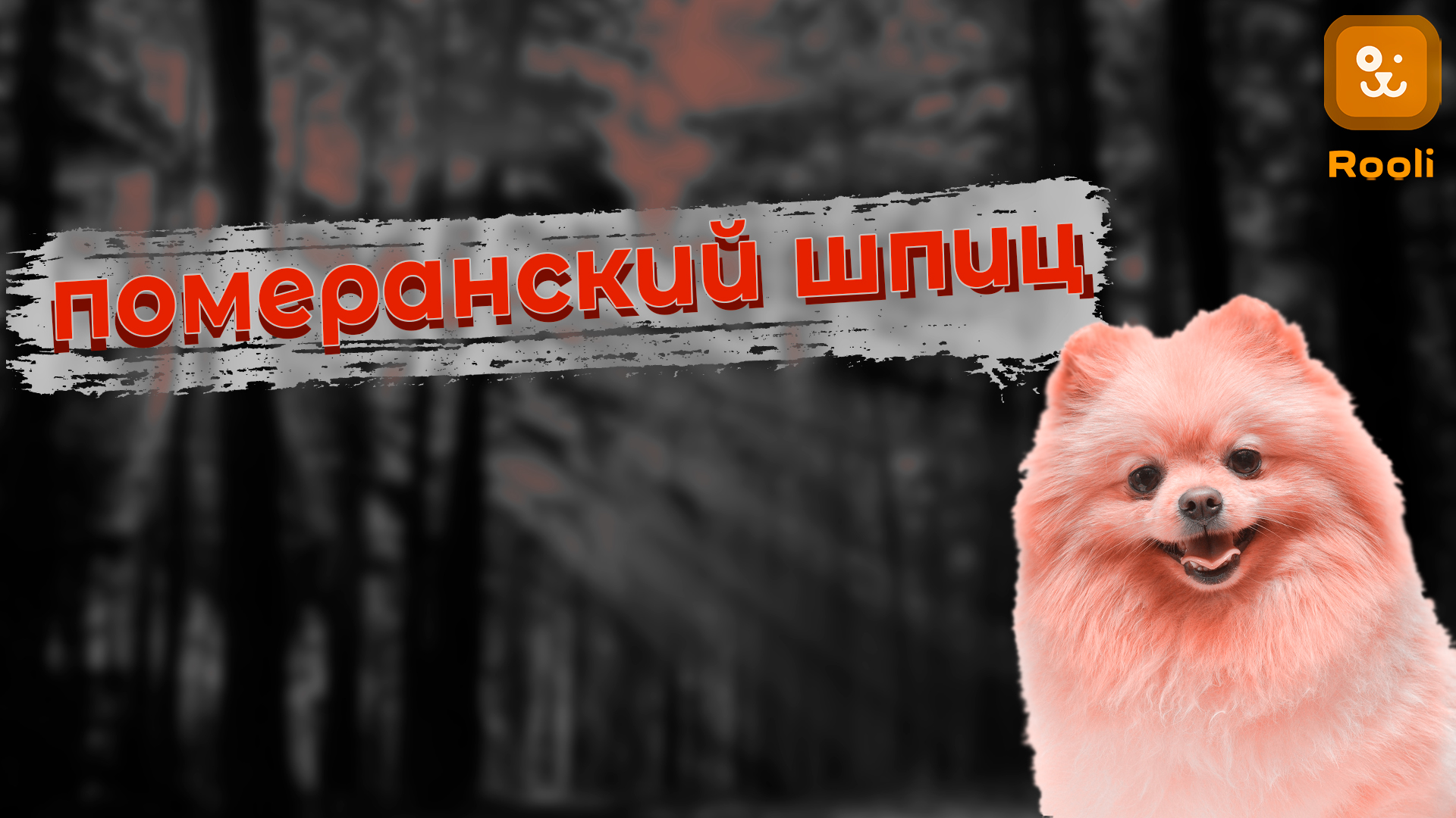 Померанский шпиц: популярная порода среди любителей маленьких собачек. Где купить щенка, особенности смотреть онлайн