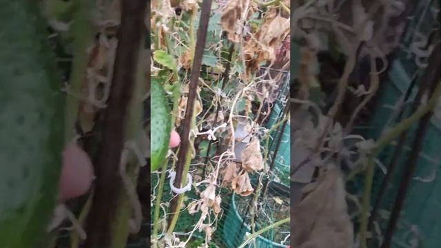 Золотая осень в Крыму: в огороде ещё растут огурцы! смотреть онлайн