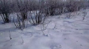 ловля зайца на петли