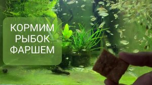 Кормление рыб фаршем + рецепт