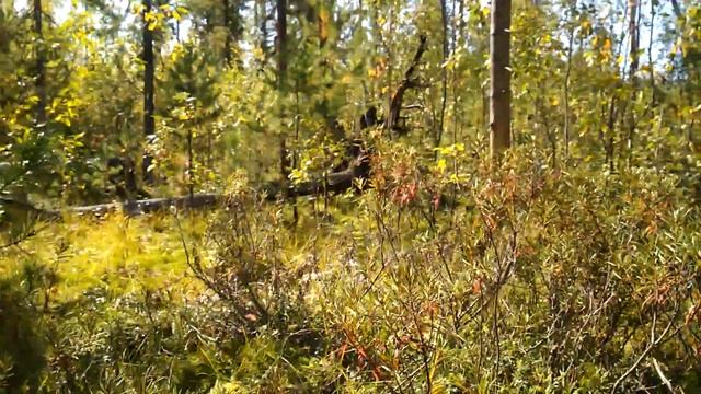 Брусника. Томская область. Сезон 2017. смотреть онлайн