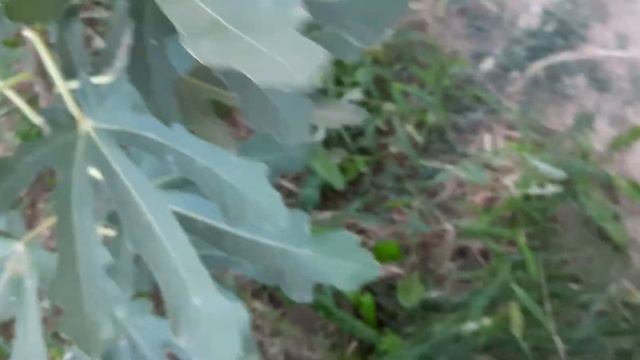 Формировка куста инжира сорта Брунсвик смотреть онлайн