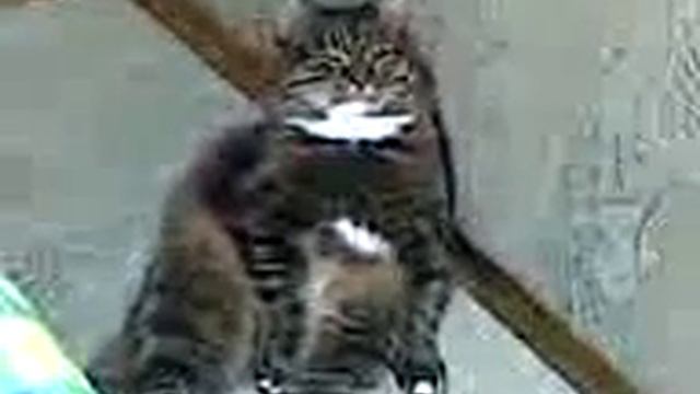 Кот всегда хочет "кушать" смотреть онлайн