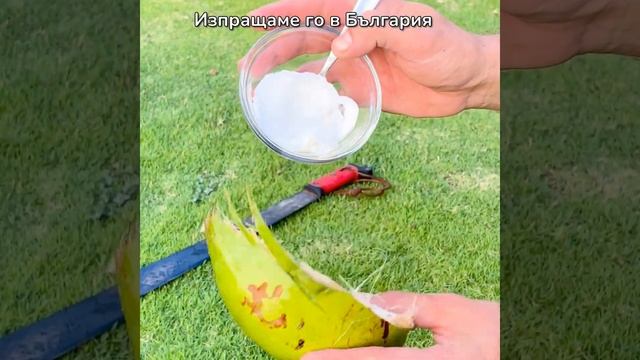 Marty's - Как се прави? Веган йогурт или кисело мляко от млад Тайландски кокос. смотреть онлайн