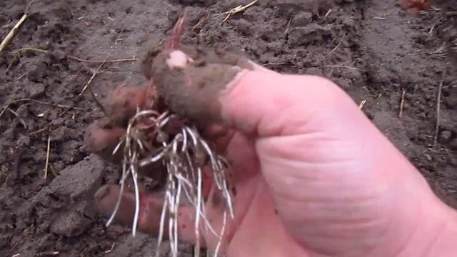 Сажаю рокамболь.Как чувствует себя любаша,при откровенно поздней посадке смотреть онлайн