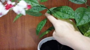 Клеродендрум Томпсона цветение и домашний уход.