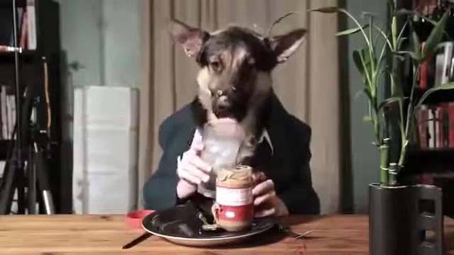 Собака ест как человек! смотреть онлайн