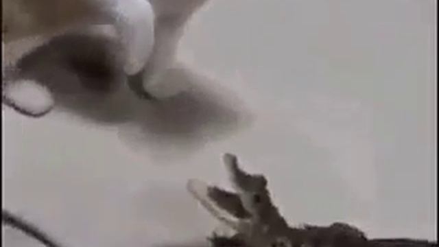 ты на кого пасть розивал смотреть онлайн