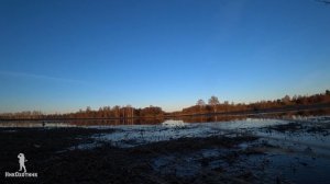 Весенняя охота на селезня с подсадной уткой. Во попал!! День 5й.