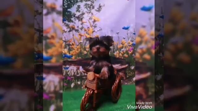 Йоркширский терьер девочка 5