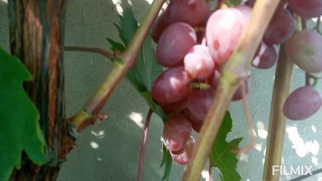 Виктория-Виноград 3 год. смотреть онлайн