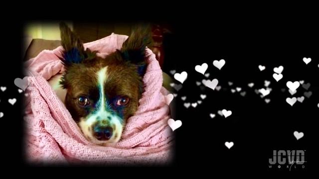 ? Bentley's Memorial смотреть онлайн