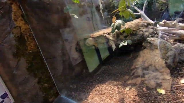 A COMPLETE WALKTHROUGH OF THE HELLABRUNN ZOO TIERPARK IN MUNICH, GERMANY смотреть онлайн