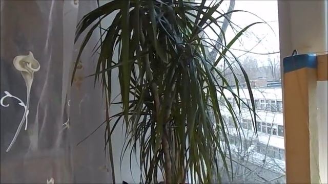 Драцена уход в домашних условиях