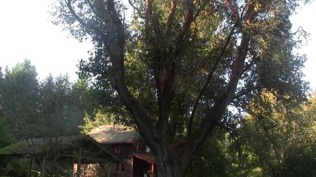 Pacific Madrone Tree. Земляничное дерево (1002sp) смотреть онлайн