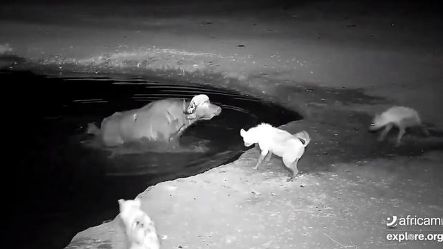 Hyenas attack wounded Buffalo at Nkorho Bush Lodge. 21 October 2019 смотреть онлайн