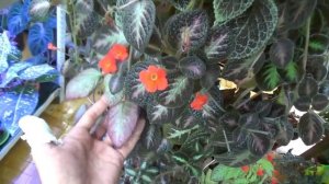 Эписции . Сложный ли уход?