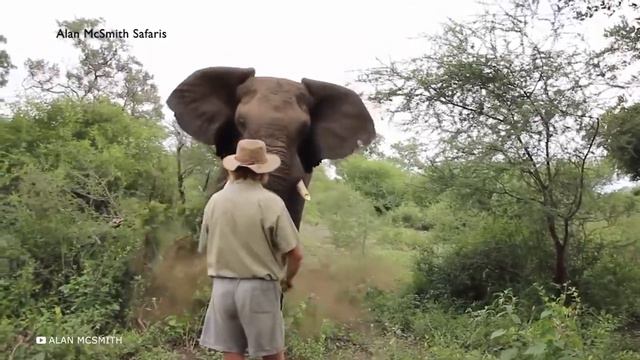 Внезапные нападения животных снятые на камеру. смотреть онлайн