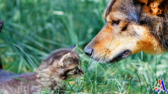 КОТЁНОК, ОКРУЖЁННЫЙ СОБАКАМИ с зубастыми мордами, задрал хвостик и выгнулся, но… смотреть онлайн