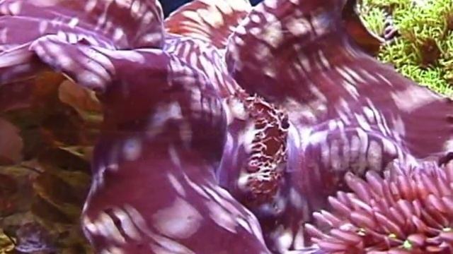 Tridacna Sp. / тридакна