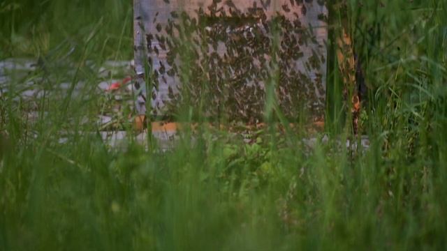 Маточники и как их различить. смотреть онлайн