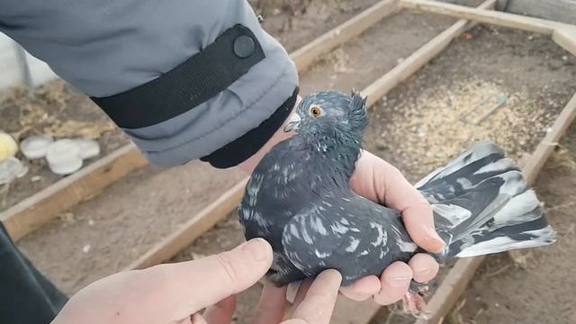 Бакинские голуби.Николаевские голуби.Baku Pigeons.Nikolaev Pigeons