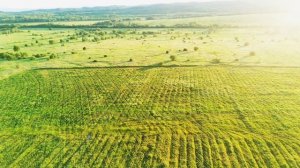 Гамаюн - группа Ленинград