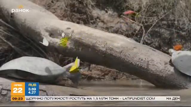 Удивительный мир: необычные насекомые и животные смотреть онлайн