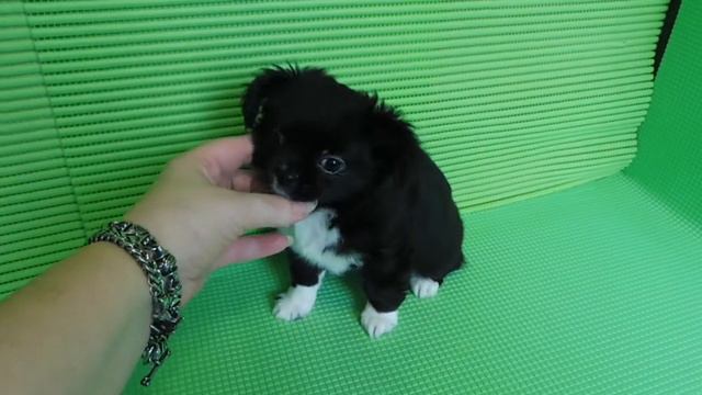 ПРОДАЮ - МАРИ МИСТИК ТАУРИКА - 2 МЕС #КУПЛЮЧИХУАПРОДАЮЩЕНКА( ПИТОМНИК "МАРИ МИСТИК" ) смотреть онлайн