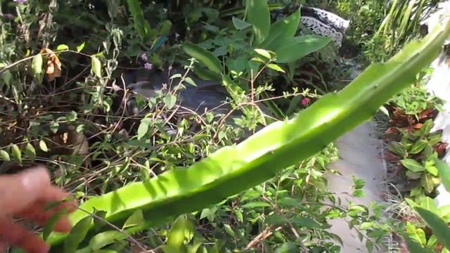 Weekend Garden Update! смотреть онлайн