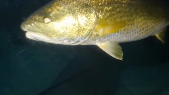 Ocean World Nanchang смотреть онлайн