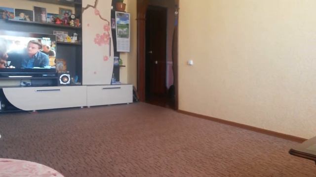 Дрессировка кошки. Ржак да и только!!! смотреть онлайн