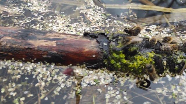 Бджоли беруть воду. Весна, бджоли набирають воду з найближчої водойми. смотреть онлайн