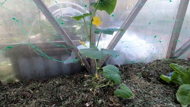лучшая шпалера для парника своими руками. смотреть онлайн