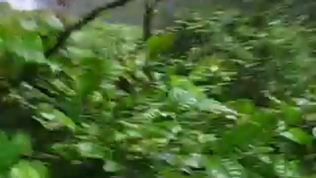 Parque Nacional Isla del Coco, Costa Rica смотреть онлайн