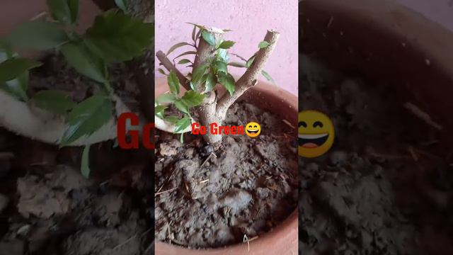 Hibiscus🌱 pruning and repotting🥰 смотреть онлайн