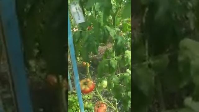 №6 "Казантип". Сорта помидоров. Выращивание помидоров. Огород. Сад. Томаты. смотреть онлайн