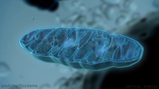 Как митохондрии производят энергию?