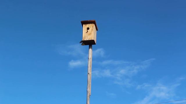 Птички выбирают скворечник смотреть онлайн