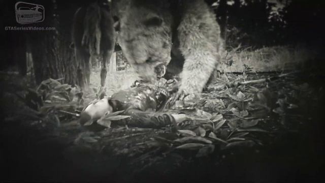 Red Dead Online - Legendary Ridgeback Spirit Bear Location [Animal Field Guide] смотреть онлайн