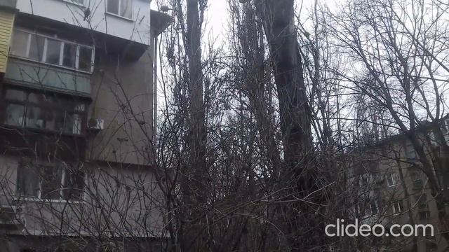 Стая воробьев  Sparrows