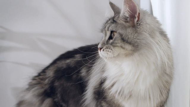 Purina One Adult Cat Food смотреть онлайн