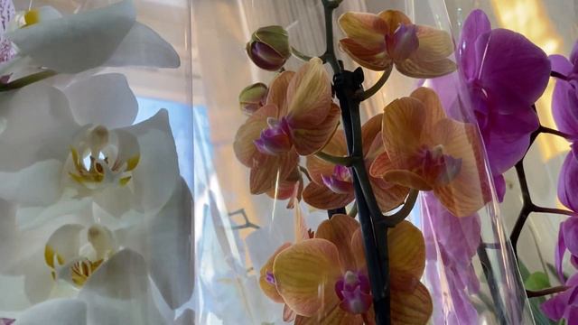 НОВЫЙ ПРИВОЗ 😊. Орхидеи с названиями сорта .🌸 Гомельская обл. г. Калинковичи Магазин «ФИАЛКА»💐 смотреть онлайн