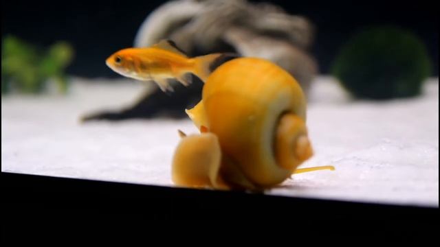 Аквариум Fluval Vicenza 260 Анцитрус, гурами, тернеции, золотые рыбки, тритоны, ампулярии смотреть онлайн